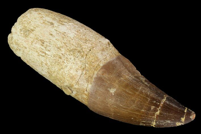 Fossil Rooted Mosasaur (Prognathodon) Tooth - Morocco #116911
